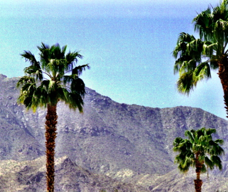 Looking out the back door in Palm Springs