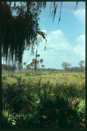 Steinhatchee, FL