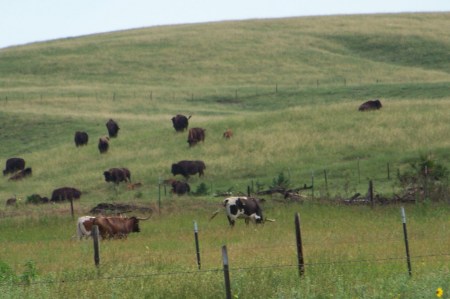 Longhorns and Bison
