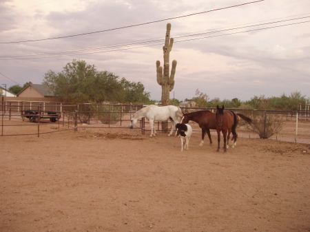 My horses