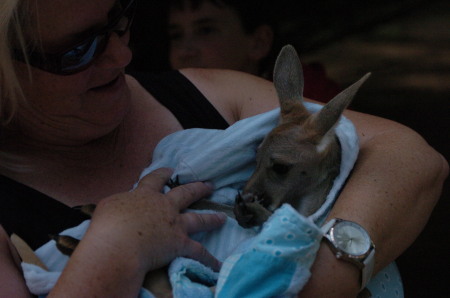 Peggy with joey, young Red Kangaroo