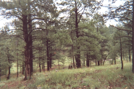 Coconino National Forest-20 Feet From My Door