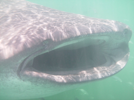 whale shark