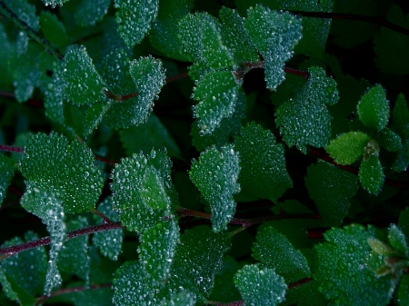 Morning Dew Drops On Leaves