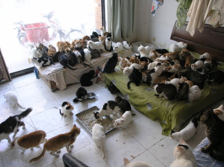 Lotta cats