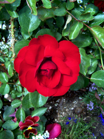 Red Rose