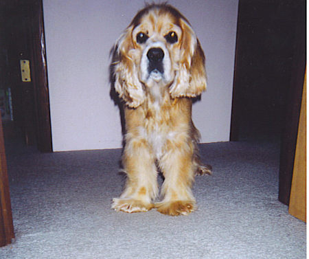 My little rescue dog Niki 2005