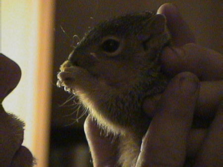 Baby Squirrel