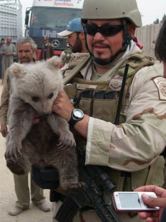 BEAR IN IRAQ