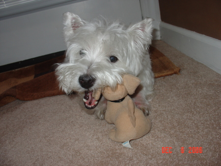 My baby boy with his taco bell doggie.