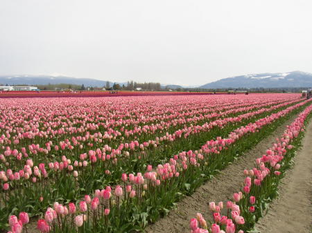 Tulip Festival 2010