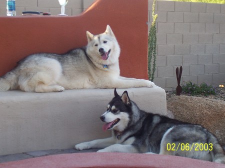 Our Huskies