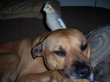 My Cockatiel and dog