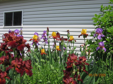 My iris garden