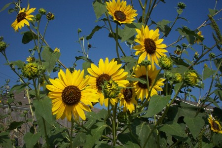 Sunflowers