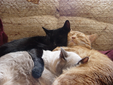 Three of the four cats