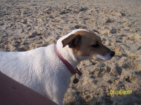 Heather on the beach