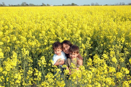 canola field