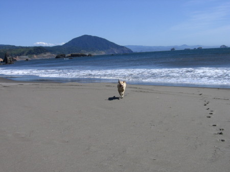 The Beach, The Dog