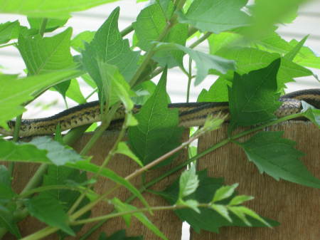 Snake at Grandma's house