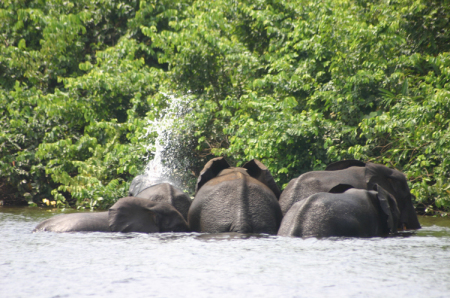 Les éléphants au Gabon