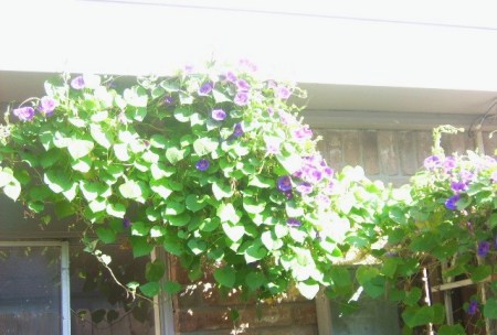 My lovely Morning Glories