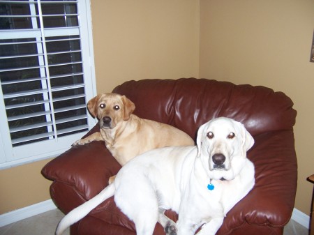 Our Dogs Lexi and Mollie 2008