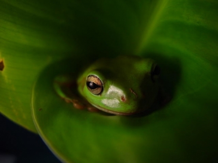 Hey, Wait a Minute! It IS Easy Bein' Green!