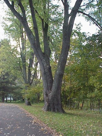 one of many trees on the property