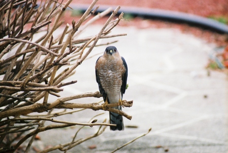 Sharp-Skinned Hawk