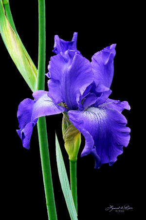 Iris from my Garden