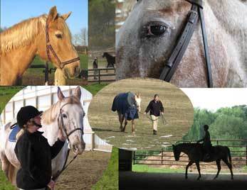 A collage of Julie's passion, horses