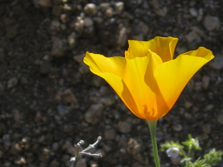 Spring AZ Poppy