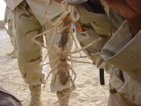 Camel Spider