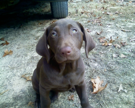 copy of my baby pup maggie