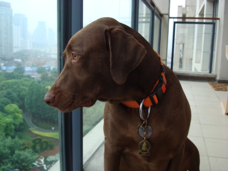 Shanghai - Forrest Looking Out From the Balcon