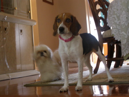 Hanna (Beagle) & Muffin (Shi tzu)