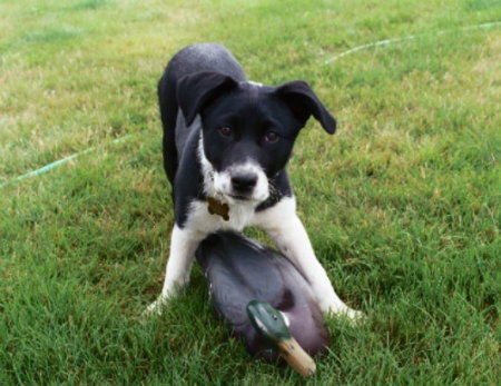 Nelli and her decoy