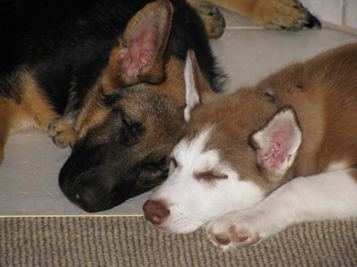 New Puppies 2008
