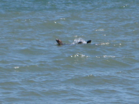 Seals Hunting for food SF Bay