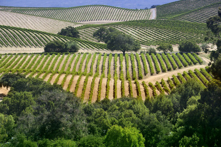 rolling vineyards _napa