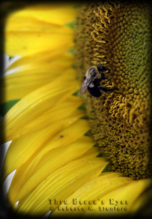 Blessing of the Bees