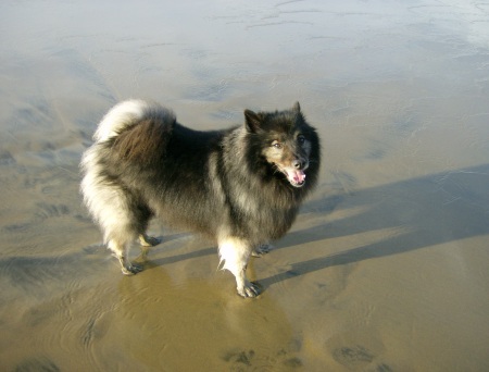 Keeshond and the Ocean