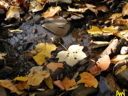 Leaves on water