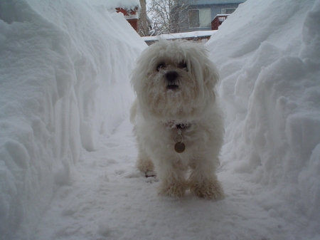 ByTor where's the snow pooch?