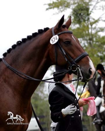 Me and My Pony Regionals 2007