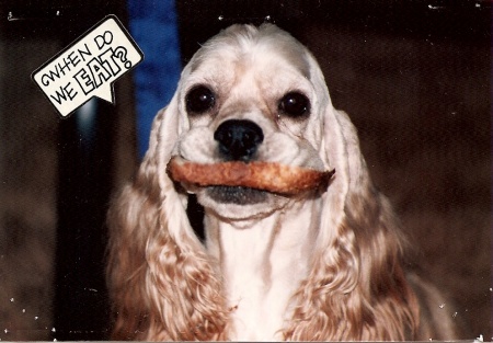 Pamela (Liest)  Roddy's album, Buffy - Our Cocker Spaniel that lived 18 years