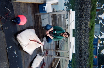 My 7'5" + long halibut, in excess of 350 lbs