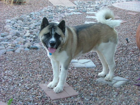 My Akita  "CABO"