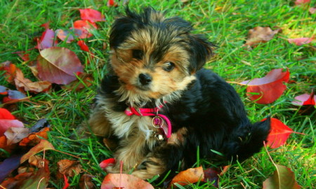 Our little Yorkie, Katie.